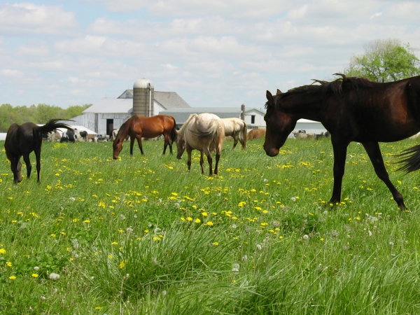 Creation of Spring Graze: Step 7